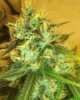 Medicann-Seeds-Blue-Mountain-Durban-marijuana-strain