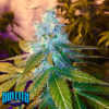 naked-city-kush-marijuana-strain-scope-review