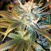 Nebula Cannabis