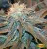 Orange Bud marijuana