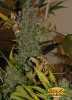 Papaya Cannabis