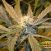 Pineapple Express Auto Cannabis