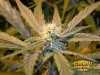 Pineapple Express Auto Cannabis
