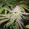 Purple Cream Cannabis