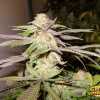 Purple Dream Cannabis