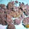 Purple Haze Buds