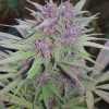 Purple Haze plant