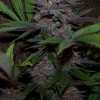 Purple Kush Cannabis