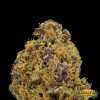 Purple Urkle Cannabis