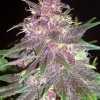 Purple Wreck Cannabis