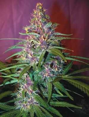 Purple kush plant