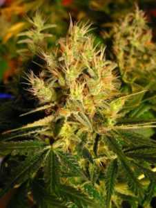 Sagarmatha-Seeds-Western-Winds-marijuana-strain