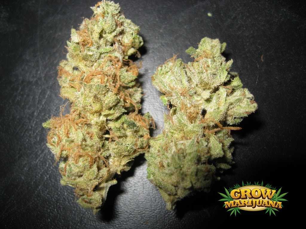 Skunk #1 Seeds - Strain Review | Grow-Marijuana.com