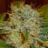 Snow White Cannabis