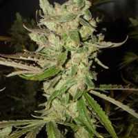 Strawberry Kush Seeds - Strain Review | Grow-Marijuana.com
