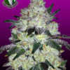 white-cookies-marijuana-strain