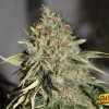 White Widow Skunk Cannabis