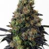 acid dough marijuana strain