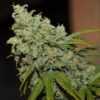 apollo11-marijuana-strain-scope-review