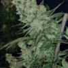 apollo13-marijuana-strain-scope-review