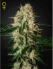 arjans-haze-3-feminized-marijuana-seeds