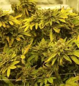 barneys-farm-critical-kush-marijuana-seeds