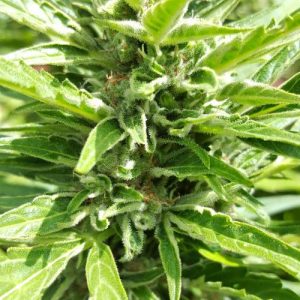 Big Bud XXL Autoflowering Marijuana Seeds by Zambeza