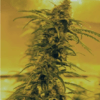 black-blood-marijuana-medicann-seeds