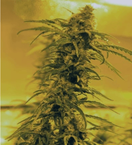 black-blood-marijuana-medicann-seeds