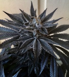 Black dog marijuana strain