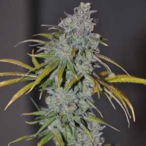 blue-treacle-marijuana-strain