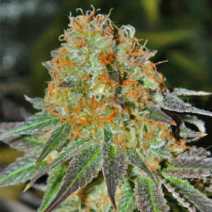 cash-crop-auto-marijuana-strain