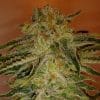 Cinex Marijuana strain