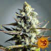 critical-kush-marijuana-strain-barneys-farm