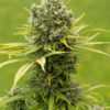 dinamed-cbd-plus-marijuana-seeds-dinafem