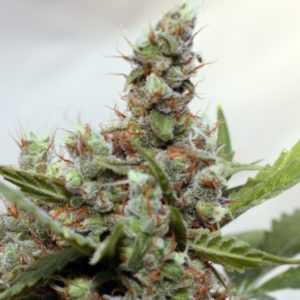 cbd-blue-shark-marijuana-strain