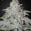 Franco’s Lemon Cheese – Green house Seeds