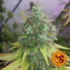 g13-haze-barneys-farm-marijuana