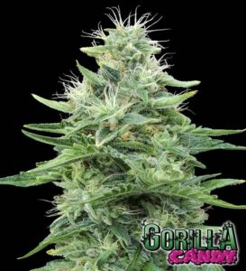 Gorilla Candy marijuana strain