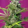 gorilla girl marijuana sweet seeds