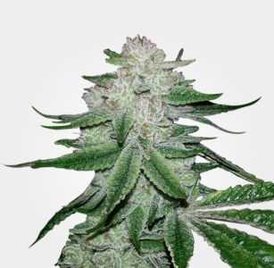 gorilla-glue-feminized-marijuana-seeds-by-msnl