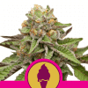 Green Gelato – Royal Queen Seeds