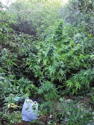 Camouflaged guerrilla grow