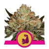 hulkberry feminized marijuana strain