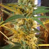 Jack The Ripper Seeds - Strain Review | Grow-Marijuana.com