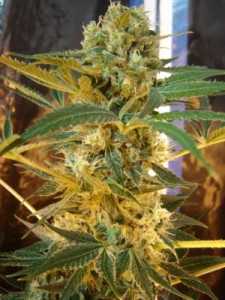 Jack The Ripper Seeds - Strain Review | Grow-Marijuana.com