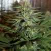 liverty-haze-barneys-farm-marijuana-strain