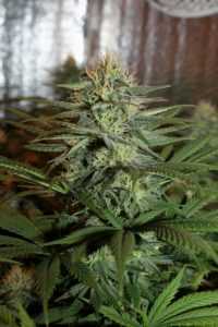 liverty-haze-barneys-farm-marijuana-strain