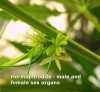 Marijuana hermaphrodite plant