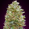 Auto Bubblegum Marijuana Strain by OO Seeds